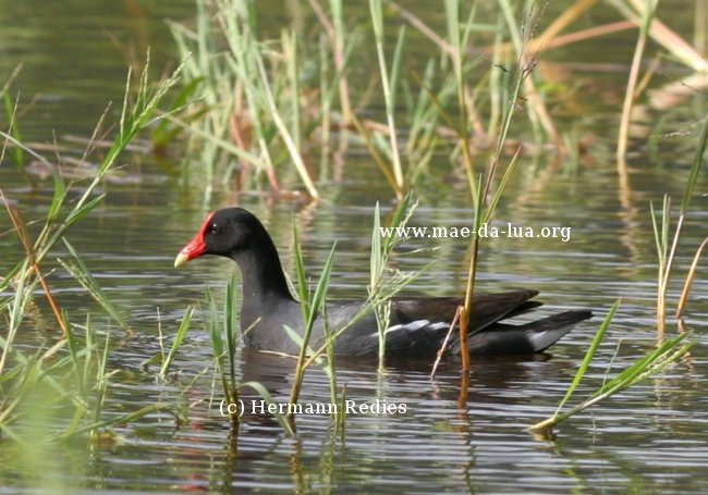  Frango-d'água-comum  (Gallinula galeata)