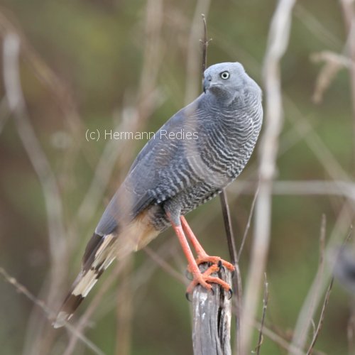 Gavião-pernilongo (Geranospiza caerulescens)