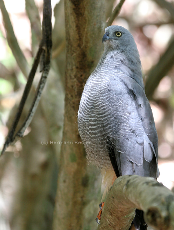 Gavião-pernilongo (Geranospiza caerulescens)