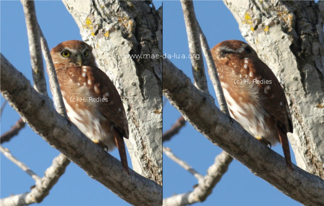Caburé (Glaucidium brasilianum)