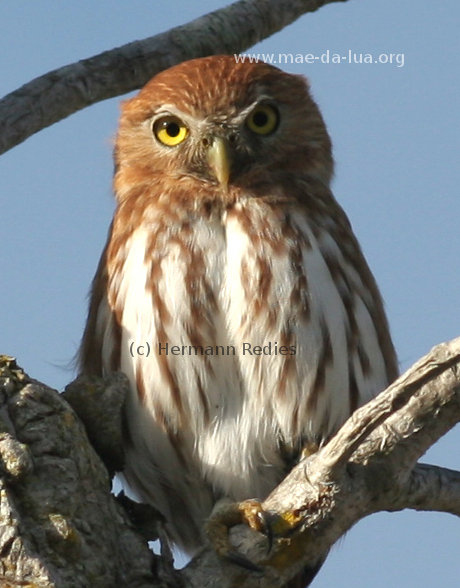 Caburé (Glaucidium brasilianum)