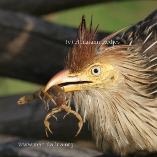  Piririguá (Guira guira)