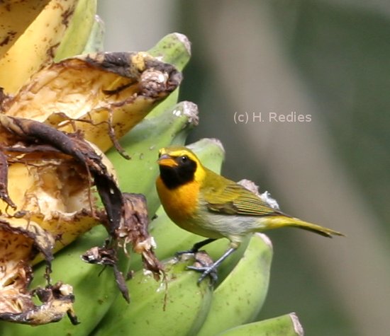 Saíra-de-papo-preto (Hemithraupis guira)