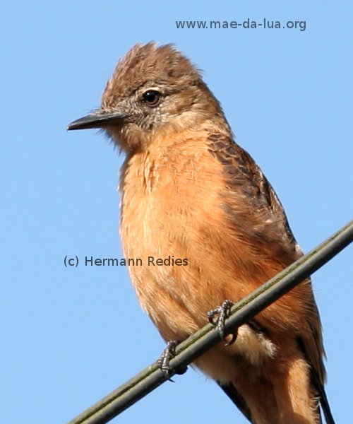 Gibão-de-couro (Hirundinea ferruginea)