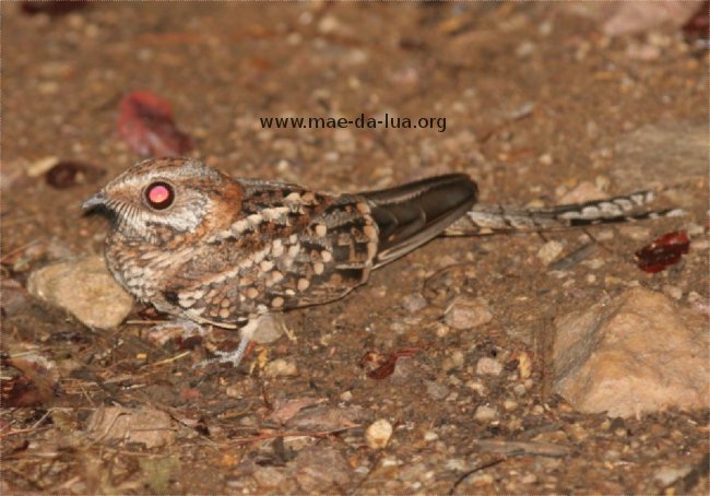  Bacurau-tesoura  (Hydropsalis torquata)