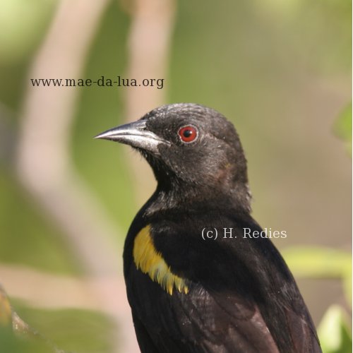 Encontro (Icterus pyrrhopterus)