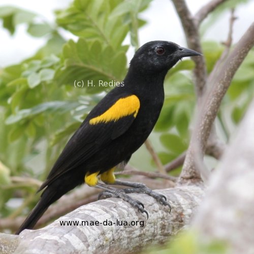 Encontro (Icterus pyrrhopterus)