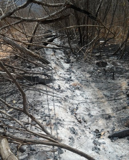 Cerca e vegetação depois do incêndio do dia 14/11/2013