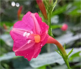 Ipomoea hederifolia