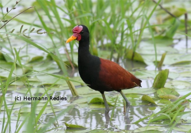 Jaçanã (Jacana jacana)
