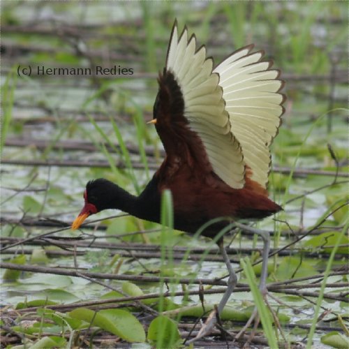 Jaçanã (Jacana jacana)