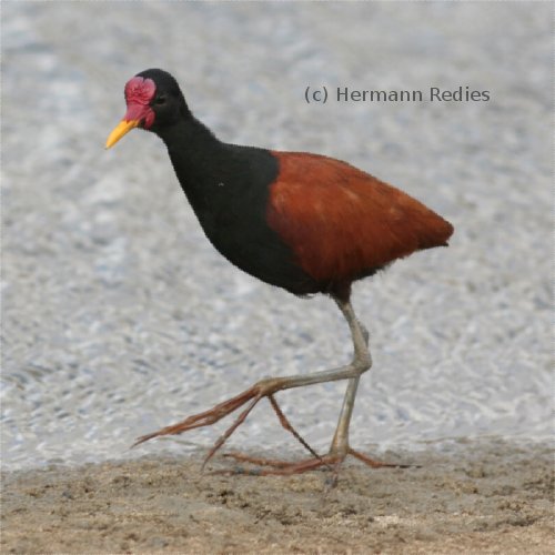 Jaçanã (Jacana jacana)