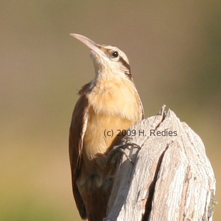 Arapaçu-do-cerrado (Lepidocolaptes angustirostris)