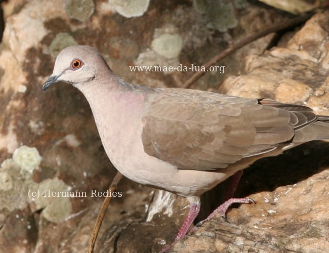 Juriti (Leptotila verreauxi)