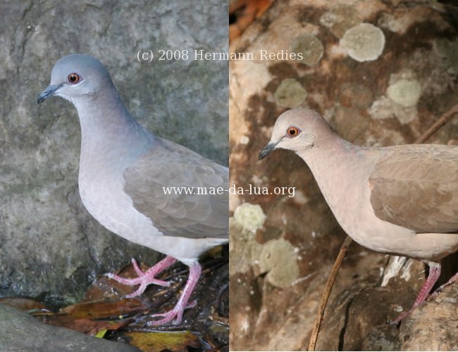 Juriti (Leptotila verreauxi)