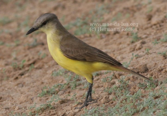  Bemtevi-do-gado  (Machetornis rixosa)