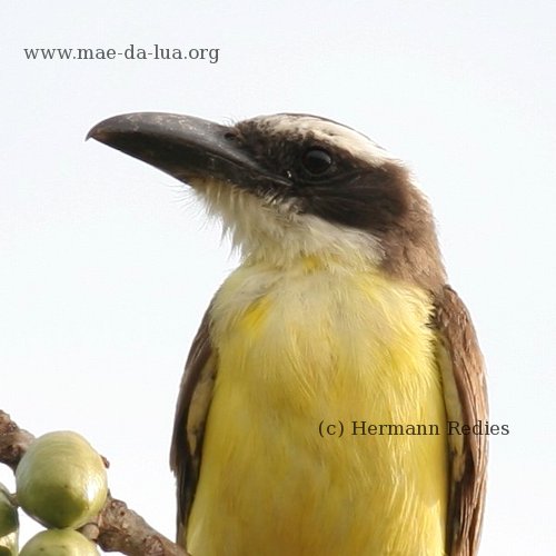 Bemtevi-de-bico-chato (Megarynchus pitangua)