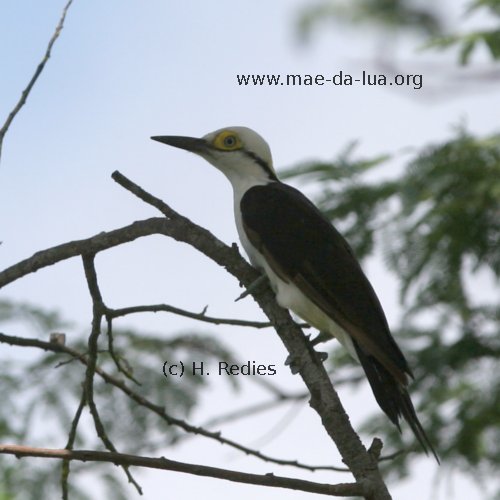 Pica-pau-branco (Melanerpes candidus)