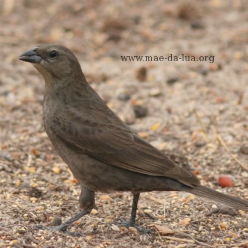 Chopim (Molothrus bonariensis)