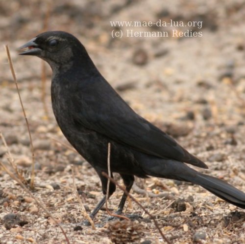 Chopim (Molothrus bonariensis)