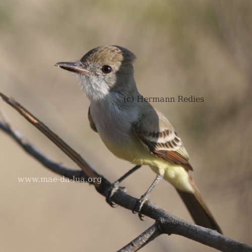 Maria-cavaleira-de-rabo-enferrujado (Myiarchus tyrannulus)