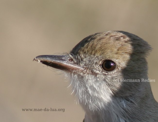 Maria-cavaleira-de-rabo-enferrujado (Myiarchus tyrannulus)