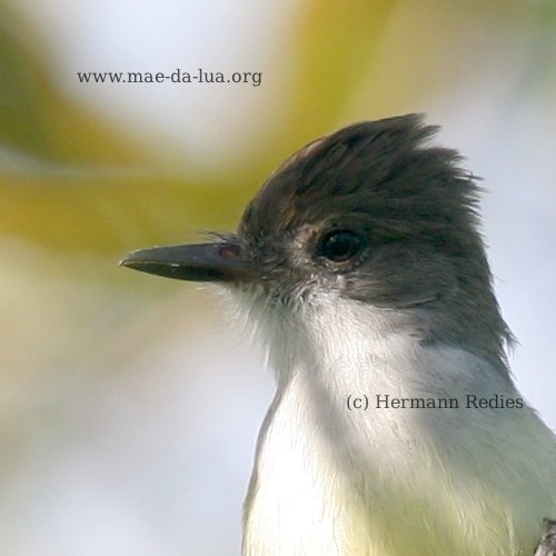 Maria-cavaleira-de-rabo-enferrujado (Myiarchus tyrannulus)