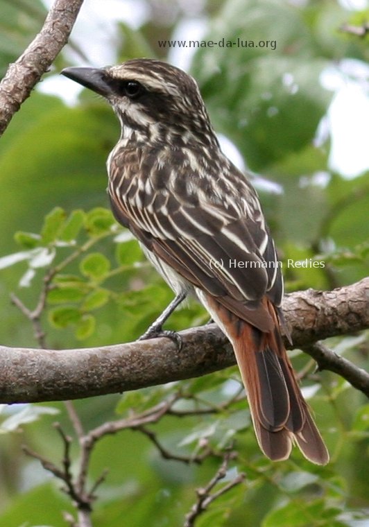 Bem-te-vi-rajado (Myiodynastes maculatus)