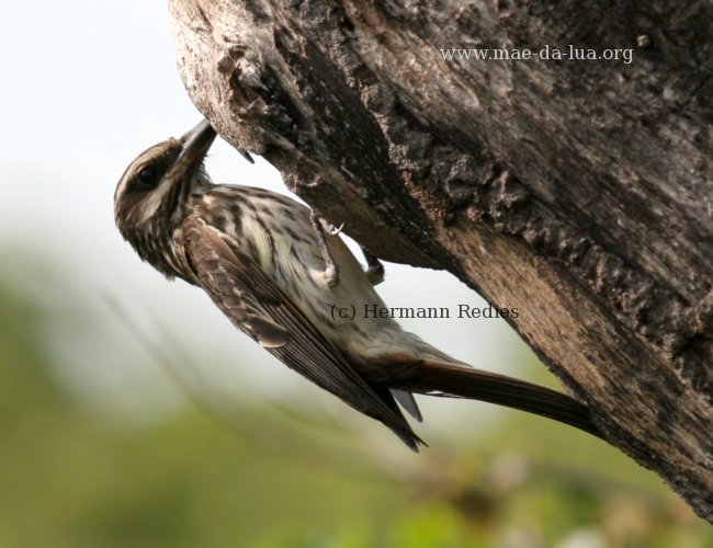 Bem-te-vi-rajado (Myiodynastes maculatus)