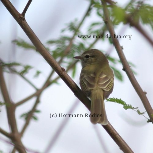Guaracava-de-olheiras (Myiopagis viridicata)