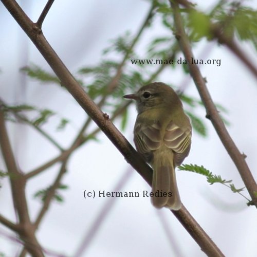  Guaracava-de-olheiras  (Myiopagis viridicata)