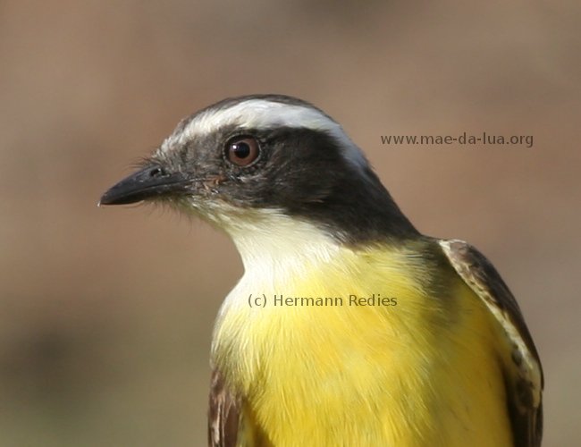 Bentevizinho-penacho-vermelho (Myiozetetes similis)