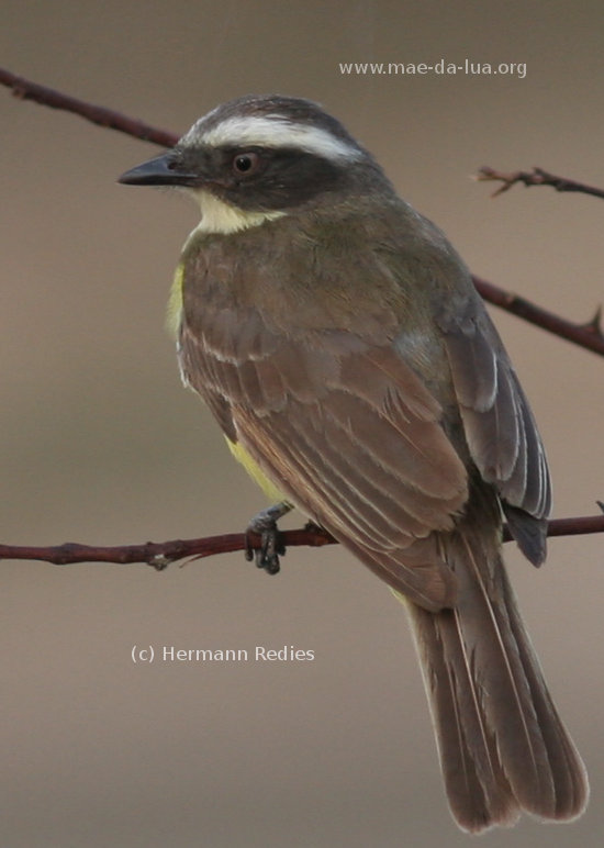 Bentevizinho-penacho-vermelho (Myiozetetes similis)