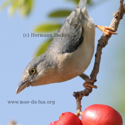 Saíra-de-chapéu-preto (Nemosia pileata)