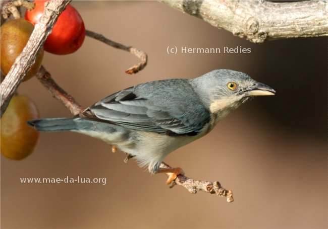 Saíra-de-chapéu-preto (Nemosia pileata)