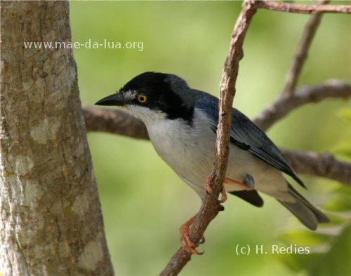 Saíra-de-chapéu-preto (Nemosia pileata)