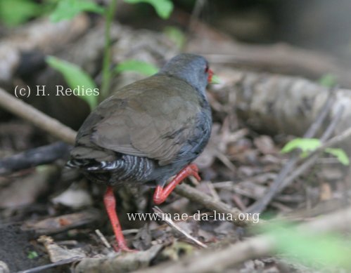 pai-luiz (Neocrex erythrops)