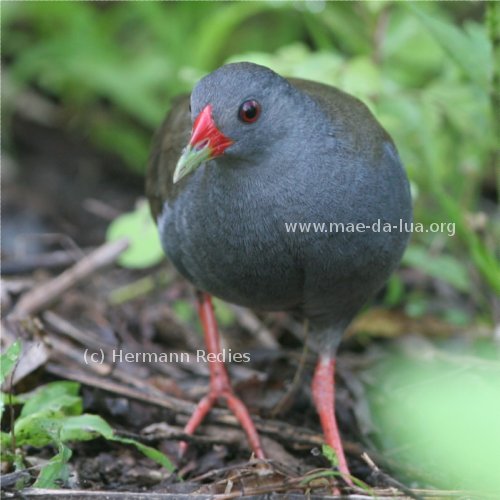 Pai-luiz (Neocrex erythrops)