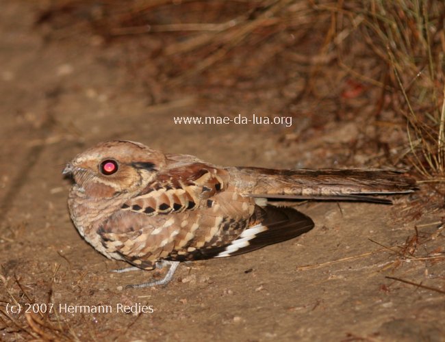 Bacurau (Nyctidromus albicollis)