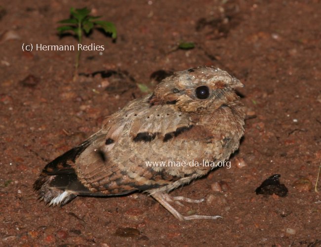 Bacurau (Nyctidromus albicollis)