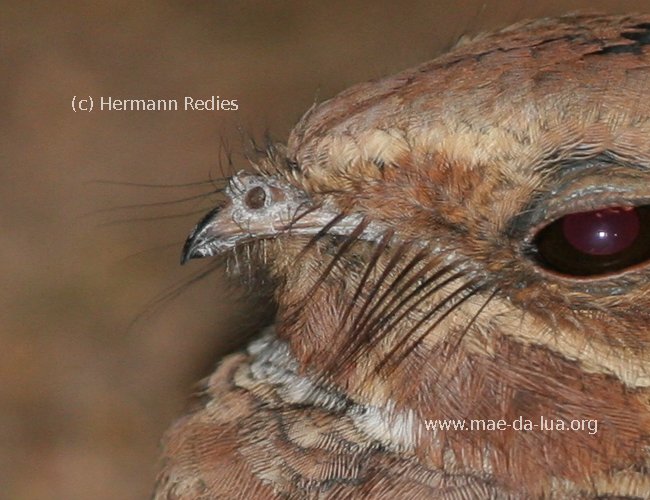 Bacurau (Nyctidromus albicollis)
