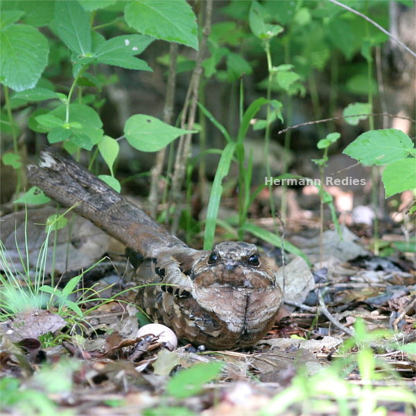 Bacurau (Nyctidromus albicollis)