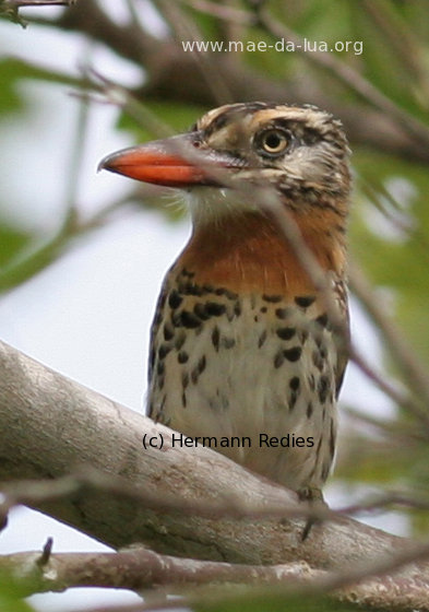 Bico-de-latão (Nystalus maculatus)