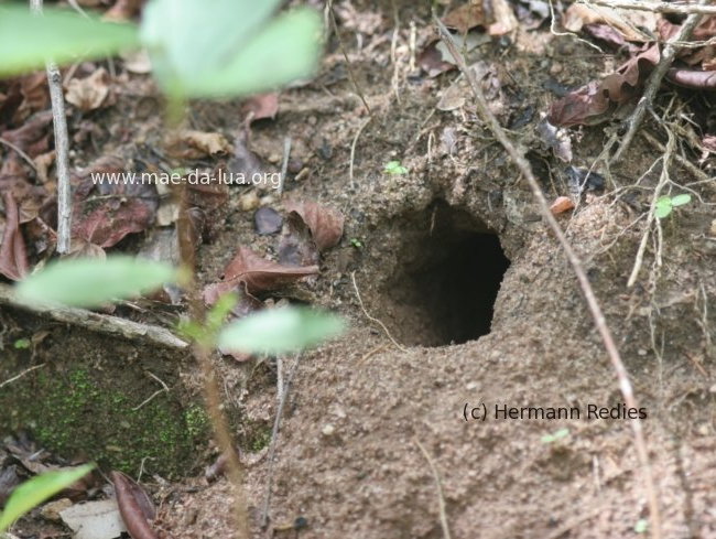Bico-de-latão (Nystalus maculatus)