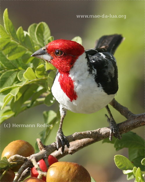 Galo-de-campina (Paroaria dominicana)