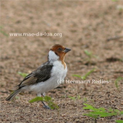 Galo-de-campina (Paroaria dominicana)