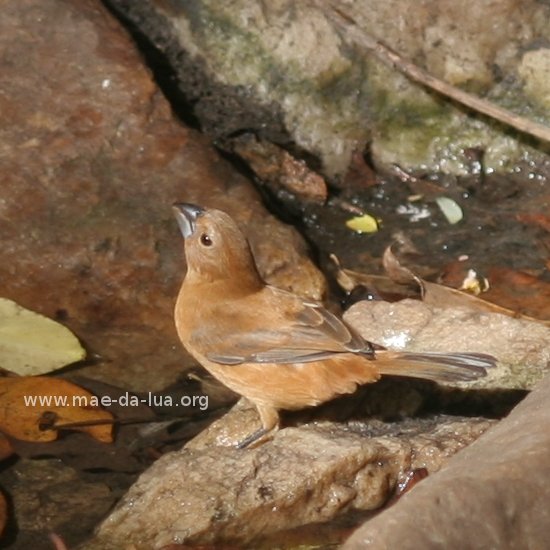 Azulão (Cyanocompsa brissonii)
