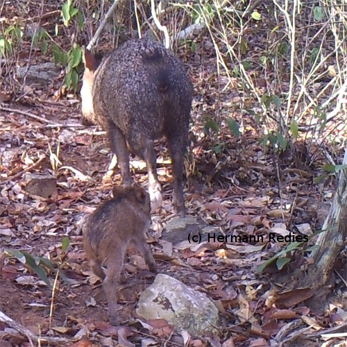 Caititu, Porco-do-mato (Pecari tajacu)