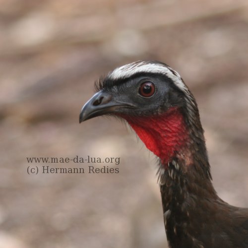 White-browed Guan (Penelope jacucaca)