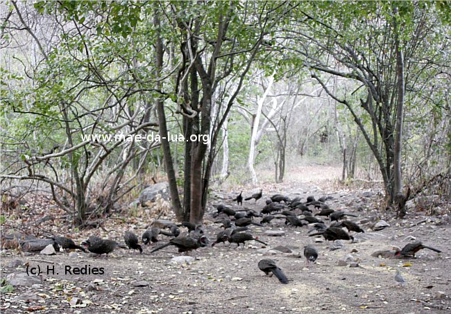 White-browed Guan (Penelope jacucaca)